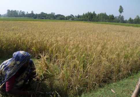 পঞ্চগড়ে কৃষকের ঘরে আগাম জাতের ধান